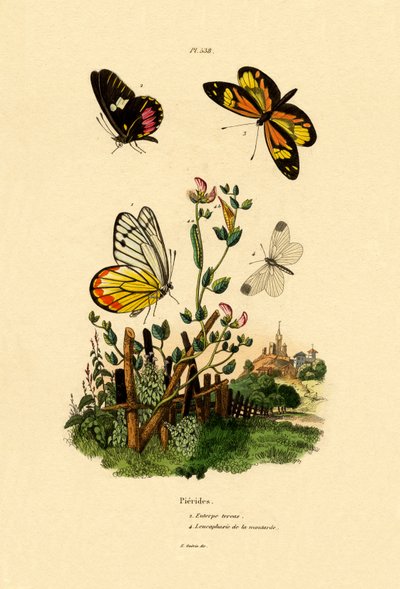 Mariposa Imitadora de Cattleheart de French School
